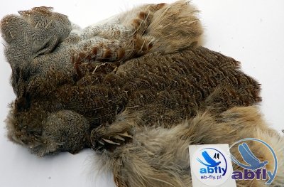 Skóra Kuropatwy (Partridge Grey Skin) 11