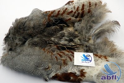 Skóra Kuropatwy (Partridge Grey Skin) 20