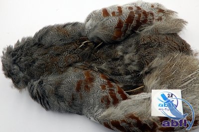 Skóra Kuropatwy (Partridge Grey Skin) 28