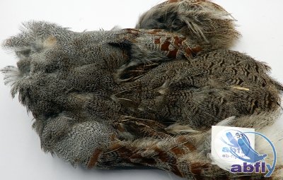 Skóra Kuropatwy (Partridge Grey Skin) 33