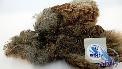 Skóra Kuropatwy (Partridge Grey Skin) 37