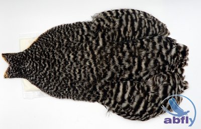 Whiting 4B Hen Cape Grizzly